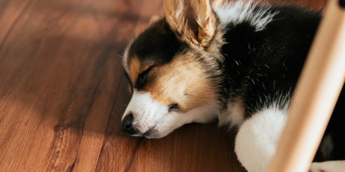 dog-sleeping-floor